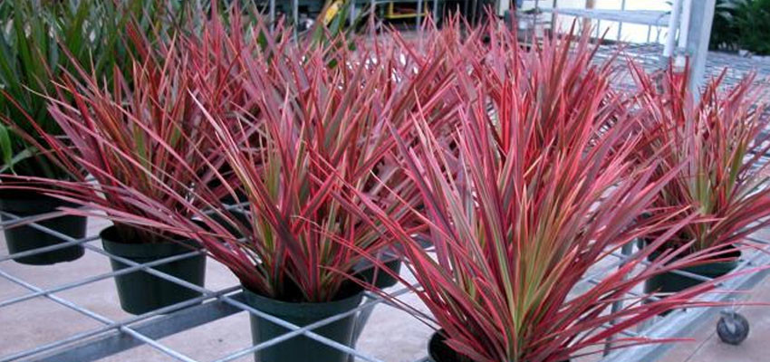 Topo 95+ imagem dracena rosa - br.thptnganamst.edu.vn